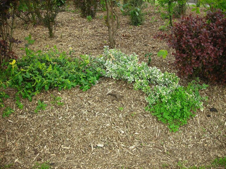 Shredded garden trimmings spread as mulch