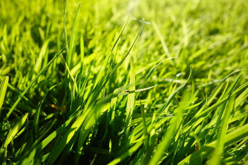 grass