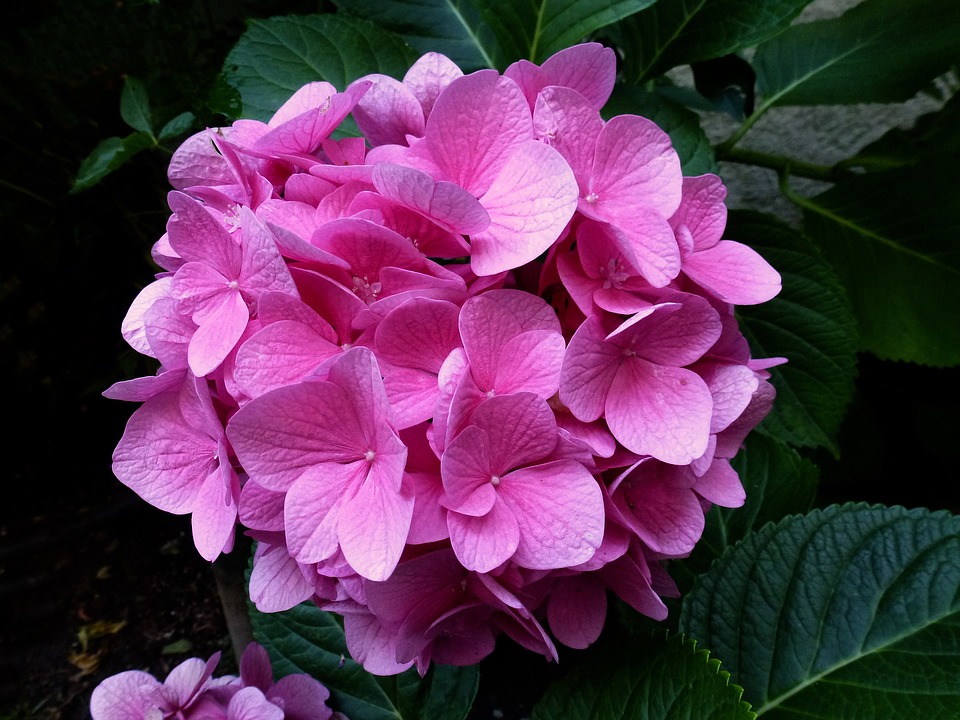 hydrangea