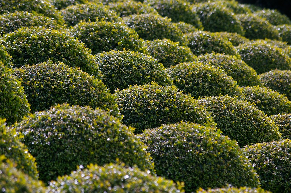 boxwood2