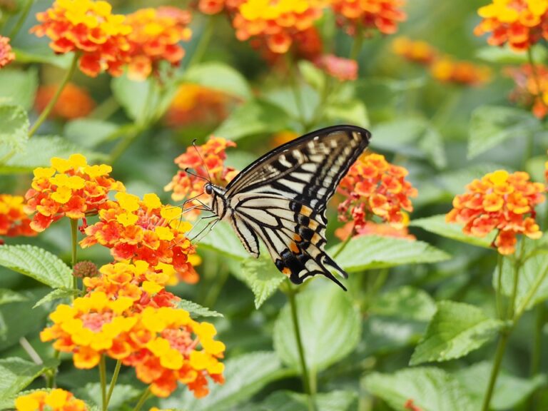 Add Summer Color with Lantana