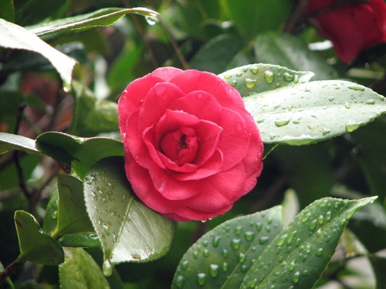 Always Blooming Camellias