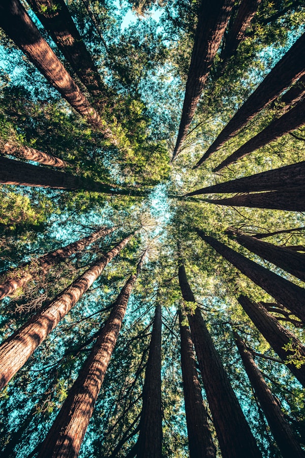 Tree Services